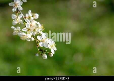 Weißer Pfirsichbaum blüht auf naturgrünem Hintergrund Frühlingskonzept Stockfoto