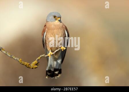 Männchen von Kleinkestrel, Falken, Kestrel, Vögeln, Falco naumanni Stockfoto
