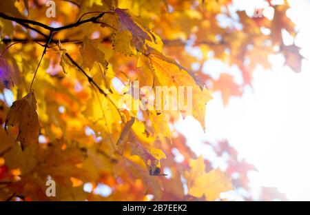Nahaufnahme gelber Ahorn-Blätter an einem Baum im Herbst, horizontal Stockfoto