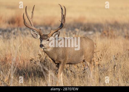 Mule Deer Buck während der Herbstrut in Colorado Stockfoto