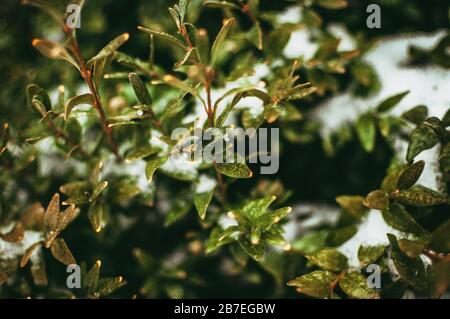 Holzvertäfelungen im Schnee im Garten. Ziersträucher sind mit weißem flaumigem Schnee bedeckt. Stockfoto