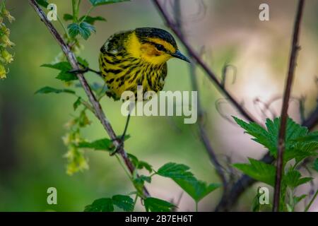 Cape May Warbler (Setophaga tigrina) Stockfoto