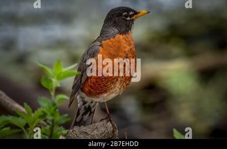 American Robin (Turdus migratorius) Stockfoto