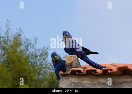 Paar Hyazinth-Ara aus Pantanal, Brasilien.  Brasilianischen Tierwelt. Größte Papagei der Welt. Anodorhynchus hyacinthinus Stockfoto