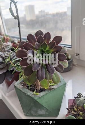 Aeonium arboreum Atropurpureum Sukkulente Pflanze in Minzgrünbeton-Topf in der Nähe von Fenster Stockfoto