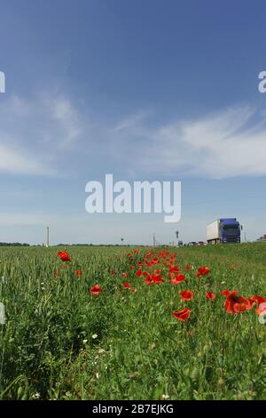 Mohn Rhoeas (lat. Papaver Rhoeas) am Feldrand mit Getreide auf der Seite der Straße. Sonniger Sommertag Stockfoto