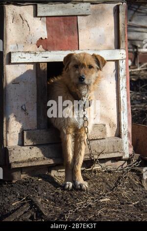 Angekettete Hunde in Holzzwinger mit Kopf aus warten auf die Entlassung Stockfoto