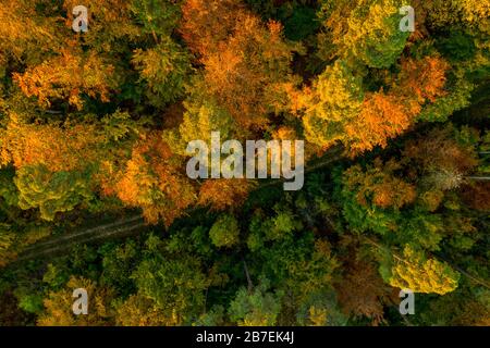 Draufsicht auf bunte Bäume in der Herbstsaison, Schönheit in der Natur. Stockfoto
