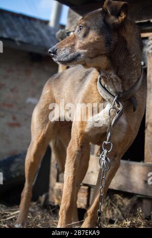 In der Nähe von Holzzwinger angekettet, bewacht der Hund ein Haus auf dem Land Stockfoto