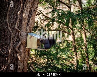 Süßes kleines dunkelgraues Gleithörnchen auf birs Fütterstelle, das Samen isst Stockfoto