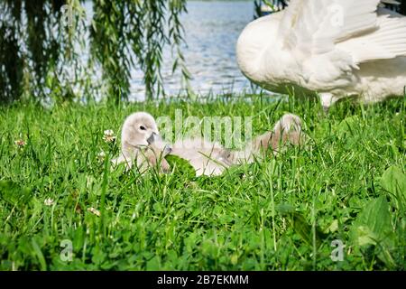 Cygnet (Babyswan) hebt den Kopf von dem Gras, auf dem es sich befindet, in der Nähe eines Sees. Nahaufnahme. Stockfoto