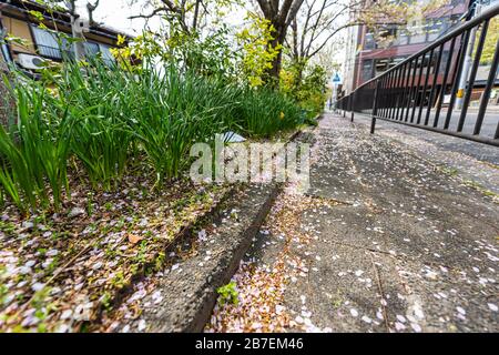 Kyoto Wohngebiet am Takase Flusskanal Wasser in Japan Weitwinkel mit Sakura Kirschblüten Blumen auf dem Boden Stockfoto