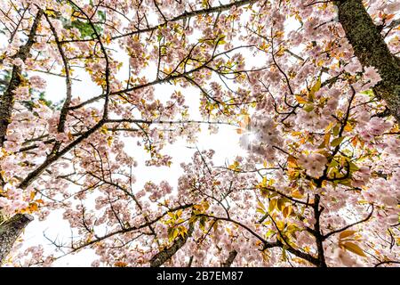 Kyoto Gyoen Japan in der Nähe des Kaiserpalasts mit niedrigem Winkel Blick auf den Baum der Sakura-Kirschblüten und die Sonne durch die Äste Stockfoto