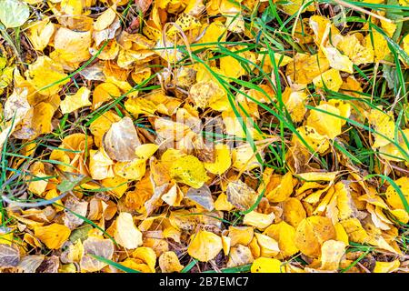 Der Golden Aspen Tree lässt im Oktober 2019 einen flachen Draufsicht in Aspen, Colorado Maroon Bells Mountains und einen lebhaften Herbst aus Laub Stockfoto