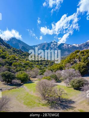 Rouvas Wald auf dem Berg Psiloritis, mit Bächen und farbenfrohen Plantagen im Frühling, auf Crete, Griechenland Stockfoto