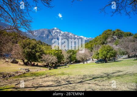 Rouvas Wald auf dem Berg Psiloritis, mit Bächen und farbenfrohen Plantagen im Frühling, auf Crete, Griechenland Stockfoto