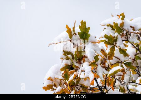 Aspen, Colorado felsige Berge und buntes Herbstlaub auf Eichenblättern mit Schneebedeckung isoliert gegen den Himmel Stockfoto