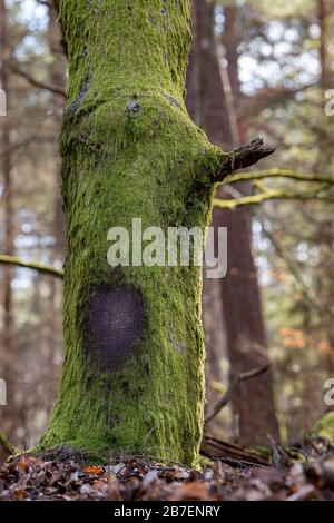 Moosiger Baumstamm, überwachsener Stamm eines Laubbaums. Frühlingssaison. Stockfoto