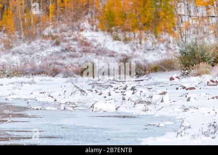 Maroon Bells Mountains morgendlicher Sonnenaufgang am Seeufer in Aspen, Colorado und Herbst gelbes Laub auf Bäumen Waldblick und Winterschnee Stockfoto