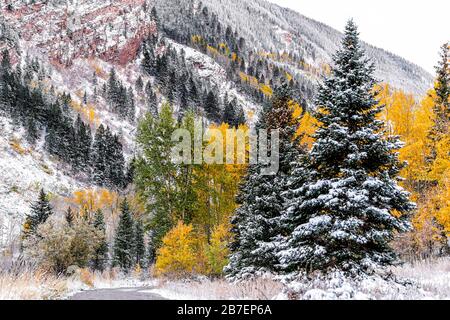 Wald gelbe goldene Bäume bedeckt im Schnee in Aspen, Colorado Maroon Glocken felsige Berge im Oktober 2019 und lebhafte Laub Herbst auf der Straße Stockfoto