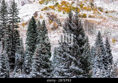 Maroon Bells felsige Berge mit hohen Fichten und gelbem Herbstlaub in Aspen, Colorado nach Winterschnee gefrorener Wald im Oktober 2019 Stockfoto