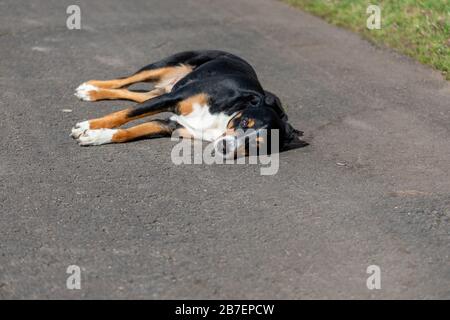 Trauriger Hund liegt auf dem Boden Stockfoto