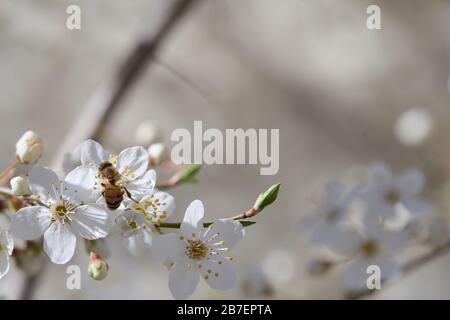 Eine europäische Honigbiene (APIs mellifera), die Pollen von einem blühenden Aprikosenbaum (Prunus armeniaca) erntet, der seine zarten weißen Blumen durch a zeigt Stockfoto