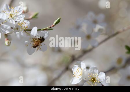 Eine europäische Honigbiene (APIs mellifera), die Pollen von einem blühenden Aprikosenbaum (Prunus armeniaca) erntet, der seine zarten weißen Blumen durch a zeigt Stockfoto