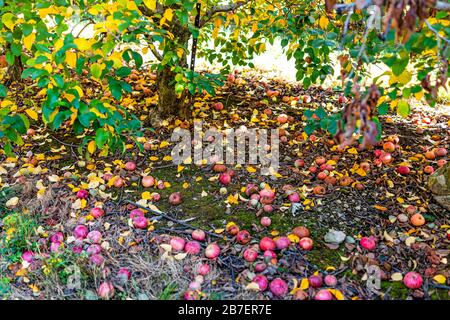 Apfelgarten mit Blick unter Baum und verfallenen verrotteten Früchten auf Gartengrund im Herbst Bauernland in Virginia pflücken Stockfoto