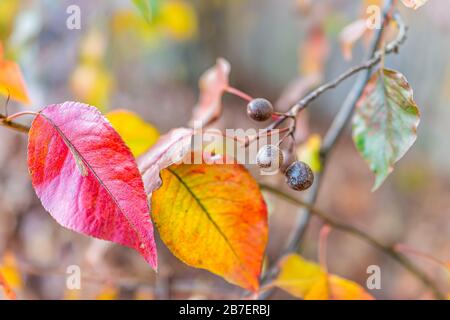 Makro-Nahaufnahme von leuchtend rot leuchtend dekorativem Kirschbaum gelb rot leuchtende grüne Blätter auf Baum mit Bokeh-Hintergrund im Herbst in Virginia Stockfoto
