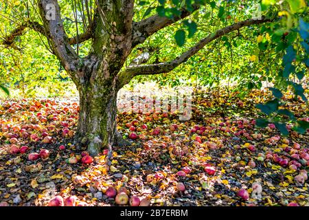 Apfelgarten und viele verfallene verrottete Früchte unter Baum auf Gartengrund im Herbst Herbst Bauernland in Virginia pflücken Stockfoto