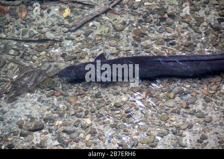 Süßwasserlongfinnedee Aale (Anguilla dieffenbachii) Stockfoto