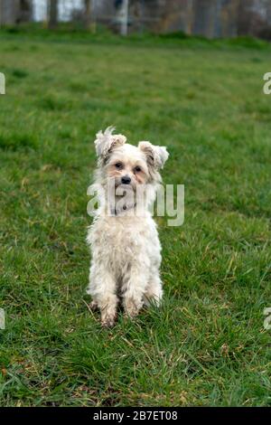 Chinese Crested sitzt auf dem Feld Stockfoto