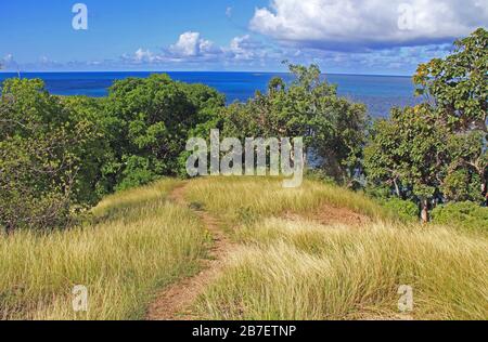 Manchineel geht vom alten Fort Barrington in St. John's Antigua hinunter Stockfoto