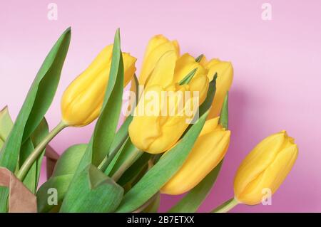 Gelbe Tulpen auf rosenfarbenem Hintergrund Stockfoto