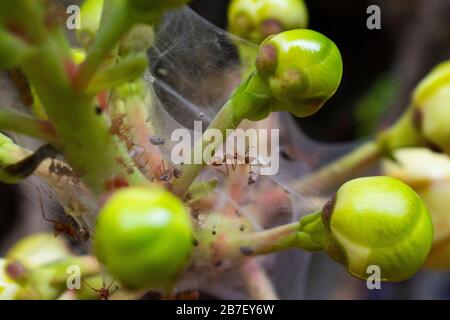 Indien, Karnataka, New Mangalore - 30. Dezember 2019 - Ameisen sind Beute einer Spinne Stockfoto