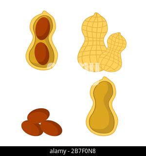 Lecker Peanut Set Isoliert auf weißem Hintergrund. Nusssamen Stock Vektor