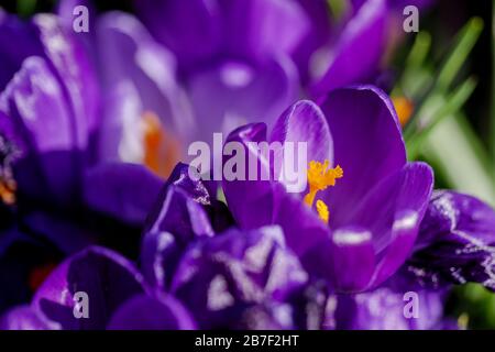 Düsterer Ton, Nahaufnahme und Makroansicht an Pollen und Petalen von blütendem blauvioletten Krokusblüten. Stockfoto