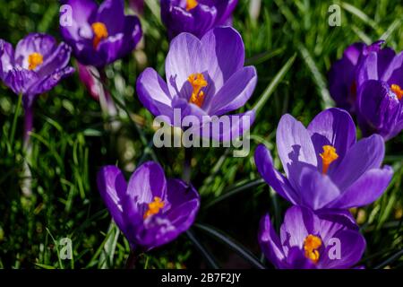 Düsterer Ton, Nahaufnahme und Makroansicht an Pollen und Petalen von blütendem blauvioletten Krokusblüten. Stockfoto