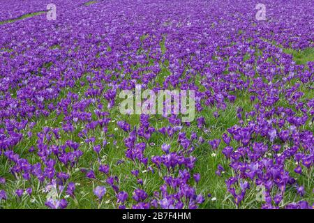 Draufsicht über das blühende Blauviolette Krokusblütenfeld und die Wiese. Stockfoto