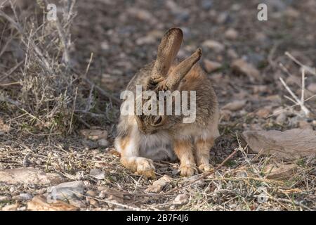 Desert Cottontail Rabbit, Nevada Stockfoto