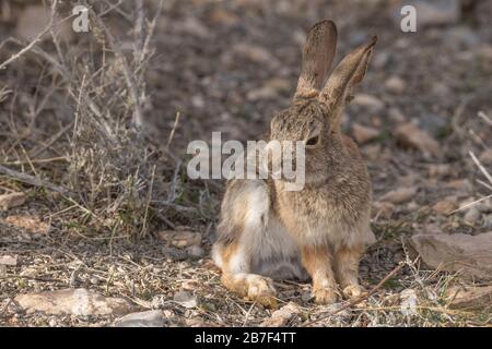 Desert Cottontail Rabbit, Nevada Stockfoto