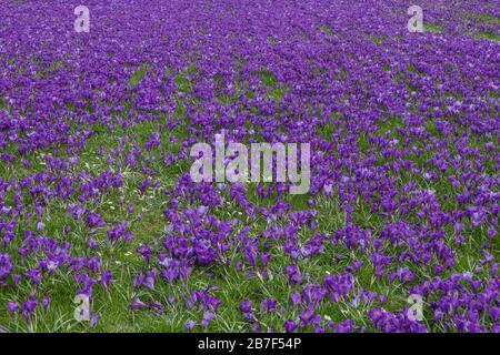 Draufsicht über das blühende Blauviolette Krokusblütenfeld und die Wiese. Stockfoto