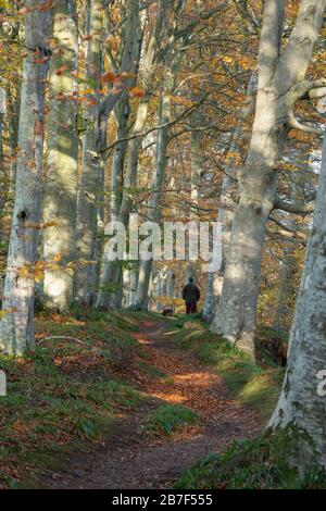 Ein Hundewanderer auf einem grünen Fußweg durch einen Beech-Wald im Herbst in der Nähe von Edell in Schottland Stockfoto