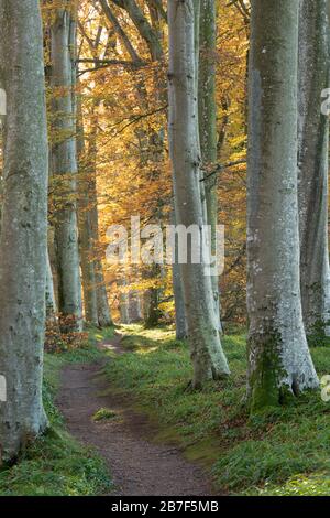 Ein Fußweg durch einen Buche Wood (Fagus sylvatica) in der Nähe von Edell, Angus, an einem sonnigen Herbstmorgen Stockfoto