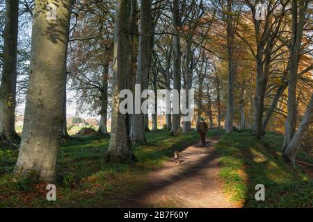 Ein Mann, der seinen Hund im späten Herbst durch Woodland in Angus, Schottland, spazieren ließ Stockfoto