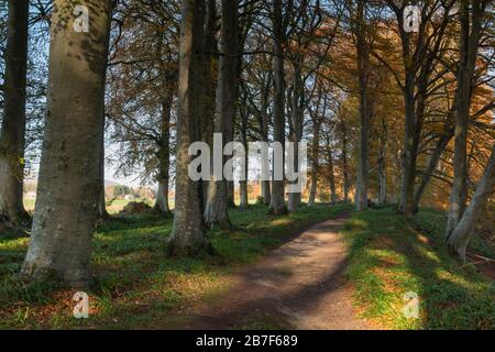 Ein Pfad durch einen Buche Wood (Fagus sylvatica) im Herbst in der Nähe von Edell in Angus Stockfoto