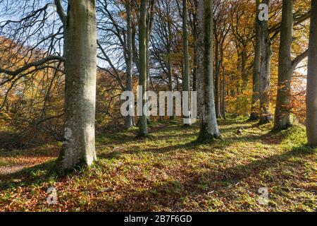 Die schottische Landschaft im Herbst mit Beechbäumen (Fagus sylvatica) neben einem Fußweg durch einen Wald Stockfoto