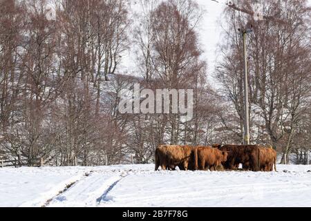 Eine kleine Herde der Long-Haired Highland Cattle Group um einen Ring Feeder in einer Snowy-Landschaft in Aberdeenshire Stockfoto