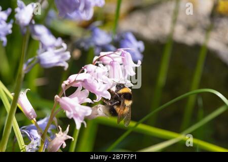 Eine Gartenbumblebee (Bombus Hortrum) taucht sich in der Blume eines Pink Native Bluebell (Hyacinthoides Nshcripta) in Sunshine ein Stockfoto
